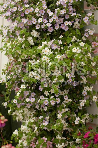 Bacopa mix Bacopa mix