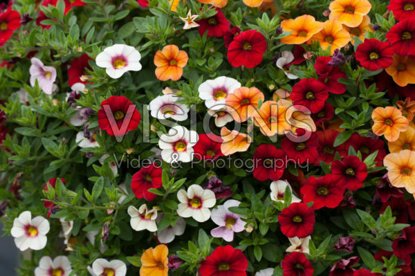 Calibrachoa Confetti Garden Hawaiian Fruit Bowl Calibrachoa Confetti Garden Hawaiian Fruit Bowl