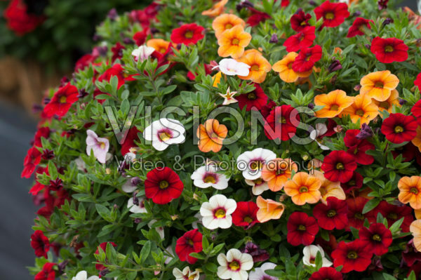Calibrachoa Confetti Garden Hawaiian Fruit Bowl Calibrachoa Confetti Garden Hawaiian Fruit Bowl