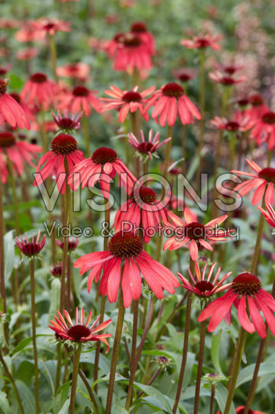 Echinacea 656-01 Echinacea 656-01