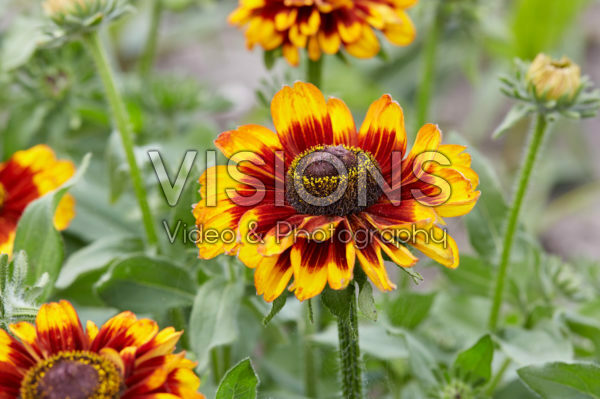Rudbeckia 43 Rudbeckia 43
