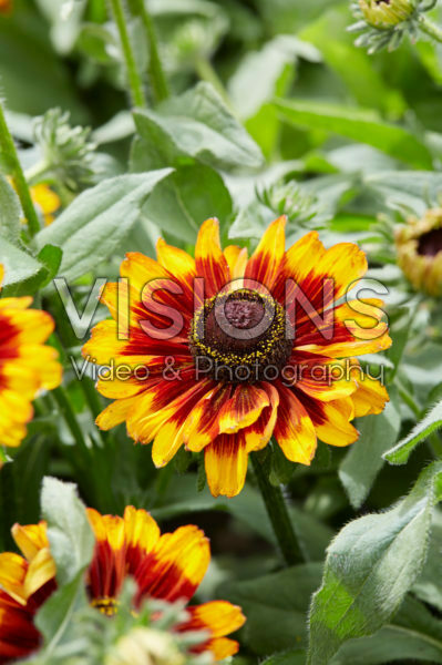 Rudbeckia 43 Rudbeckia 43