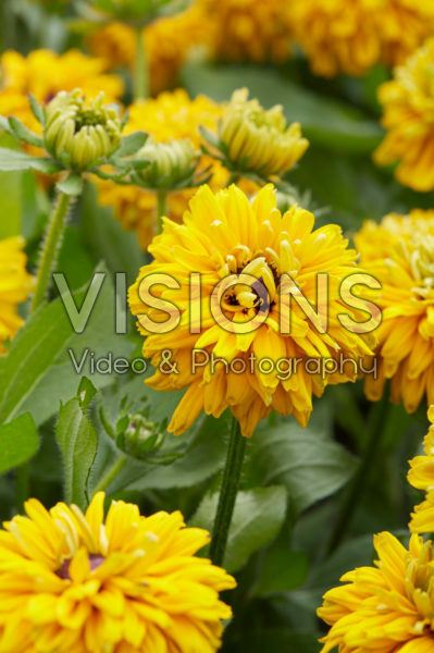 Rudbeckia 36 Rudbeckia 36