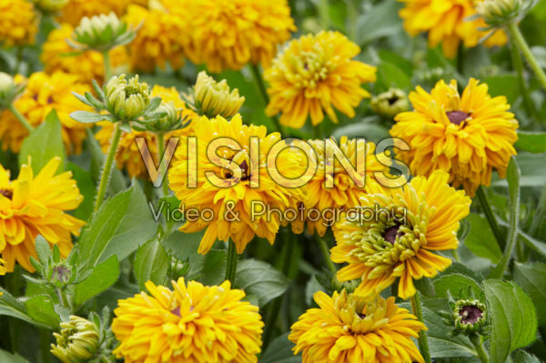 Rudbeckia 36 Rudbeckia 36