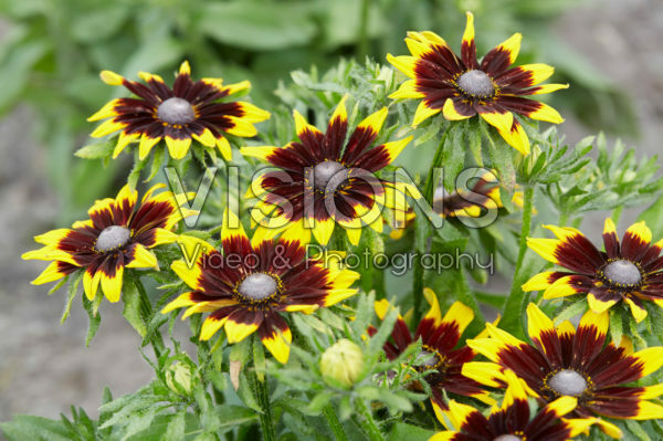 Rudbeckia 19 Rudbeckia 19