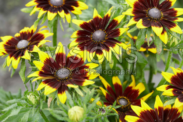 Rudbeckia 19 Rudbeckia 19