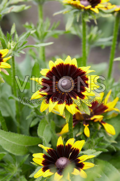 Rudbeckia 19 Rudbeckia 19