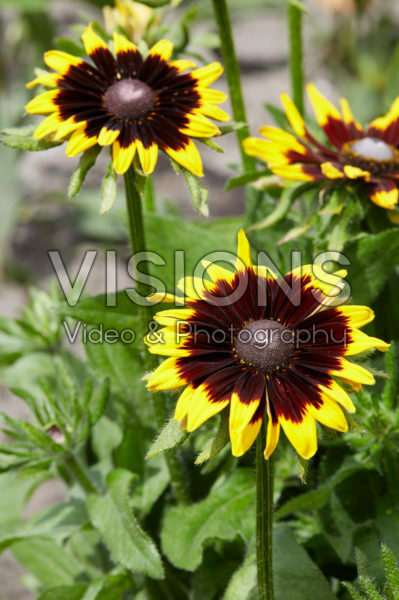 Rudbeckia 19 Rudbeckia 19