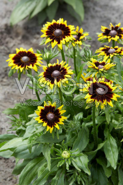 Rudbeckia 19 Rudbeckia 19