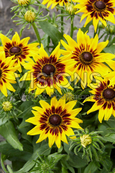 Rudbeckia 20 Rudbeckia 20