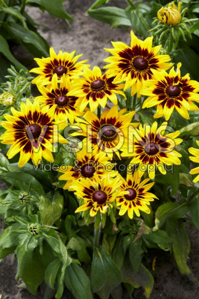 Rudbeckia 20 Rudbeckia 20