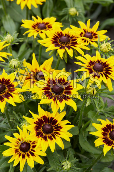 Rudbeckia 20 Rudbeckia 20