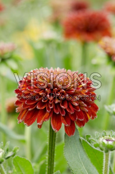 Rudbeckia 58 Rudbeckia 58