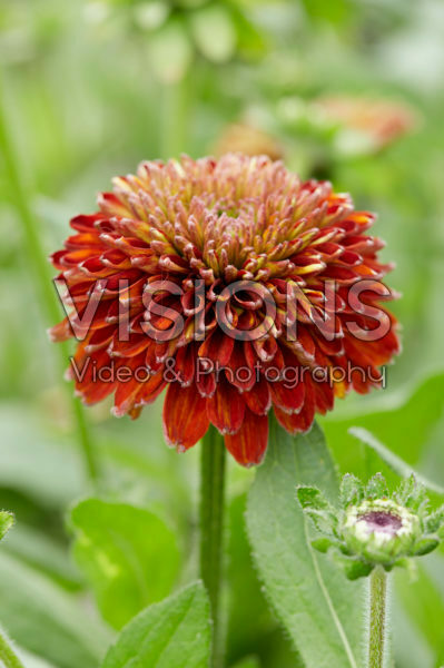 Rudbeckia 58 Rudbeckia 58