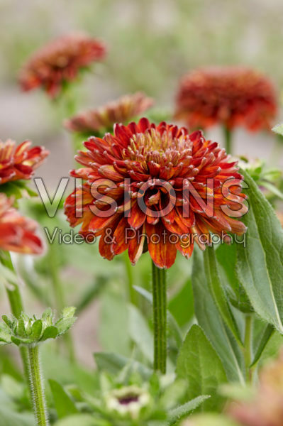Rudbeckia 58 Rudbeckia 58