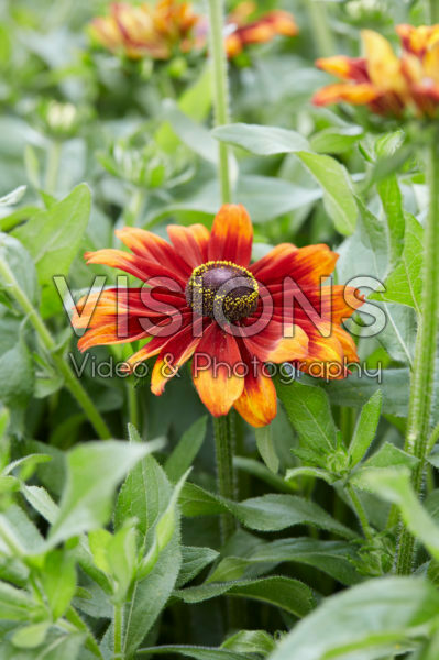 Rudbeckia Garden SmileyZ ™ Rudbeckia Garden SmileyZ ™
