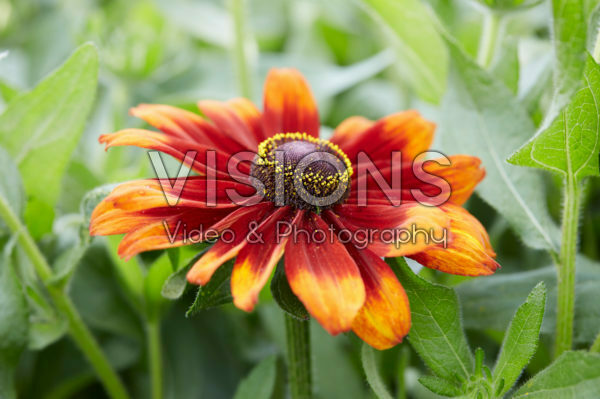 Rudbeckia Garden SmileyZ ™ Rudbeckia Garden SmileyZ ™