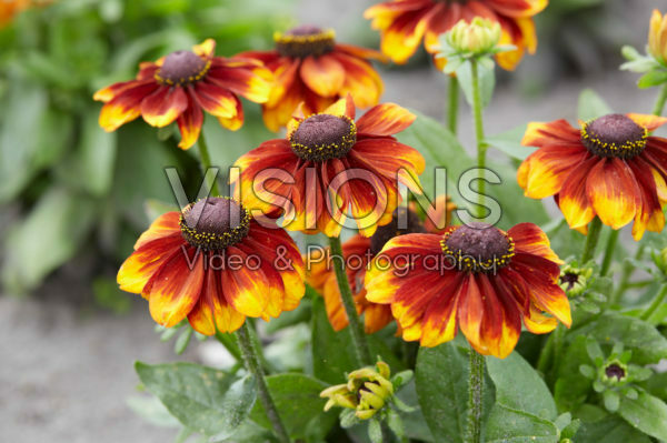 Rudbeckia 10 Rudbeckia 10