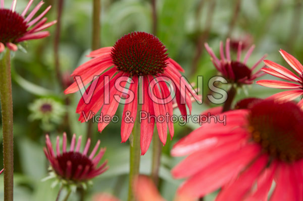 Echinacea 656-01 Echinacea 656-01