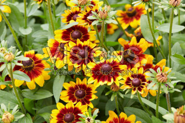 Rudbeckia 11 Rudbeckia 11
