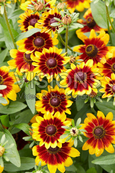 Rudbeckia 11 Rudbeckia 11