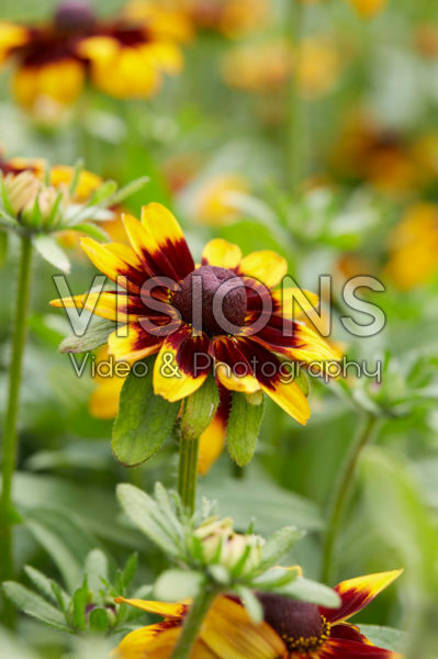 Rudbeckia 11 Rudbeckia 11