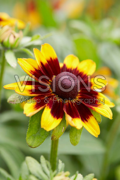 Rudbeckia 11 Rudbeckia 11