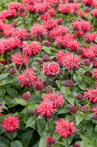 Monarda 2 Monarda 2
