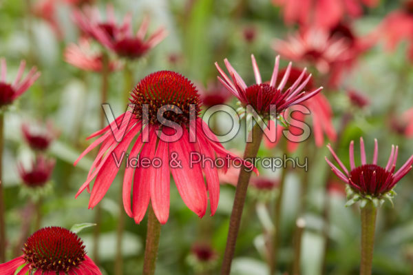 Echinacea 656-01 Echinacea 656-01