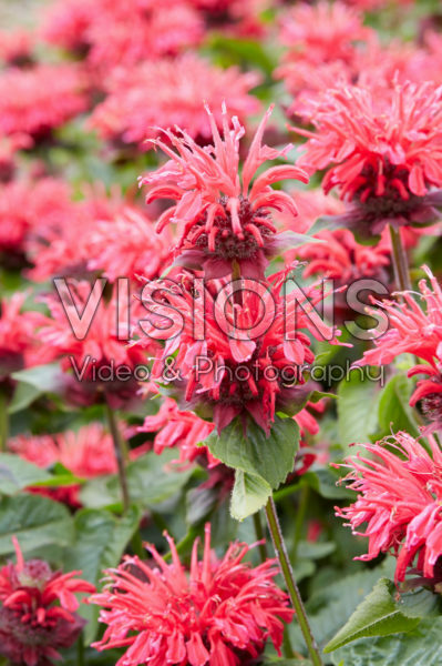 Monarda 2 Monarda 2