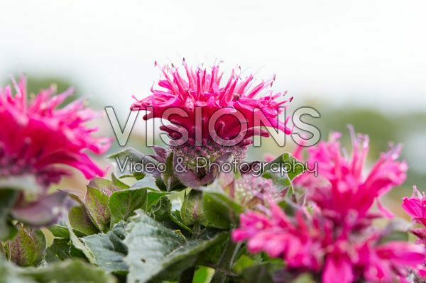 Monarda 13 Monarda 13