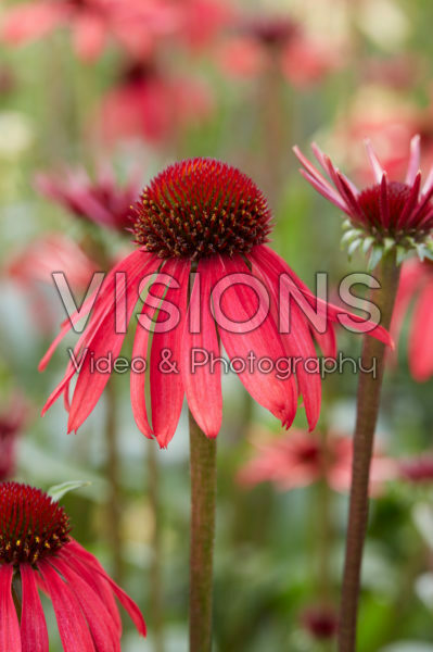 Echinacea 656-01 Echinacea 656-01