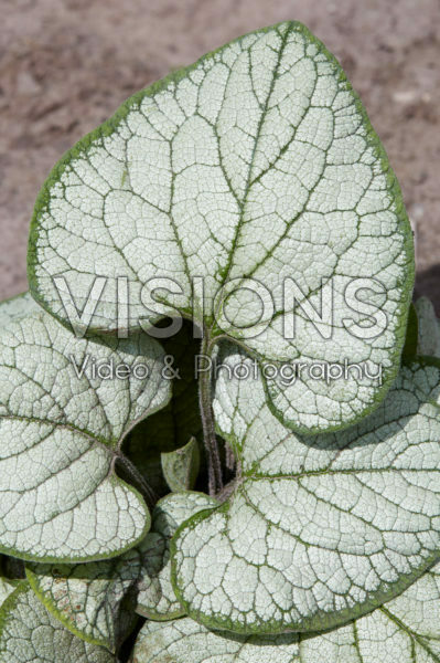 Brunnera macrophylla Silver Heart Brunnera macrophylla Silver Heart