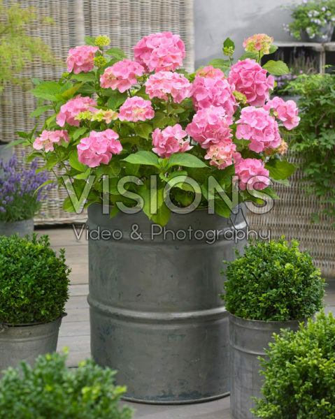 Hydrangea Ryujin Hydrangea Ryujin