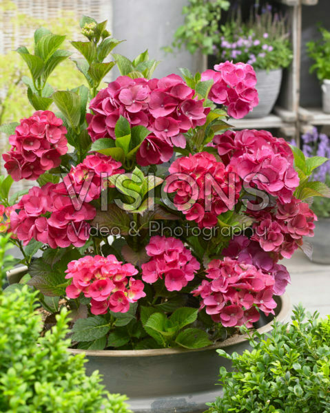 Hydrangea SK2 Hydrangea SK2