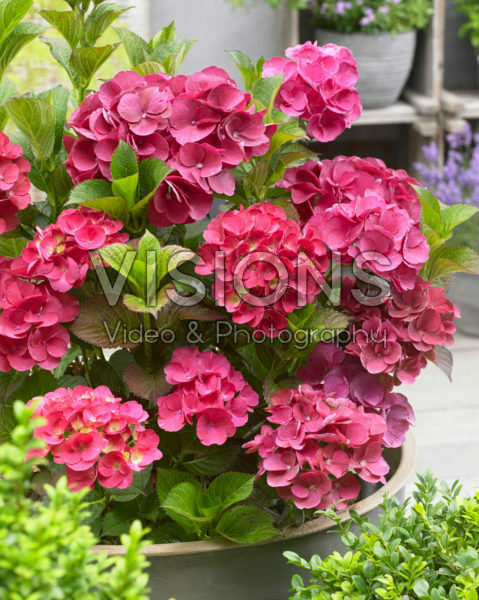 Hydrangea SK2 Hydrangea SK2