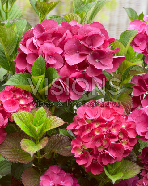 Hydrangea SK2 Hydrangea SK2
