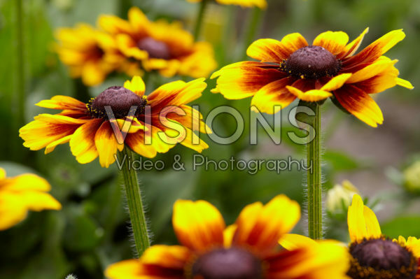 Rudbeckia Kissing SmileyZ ™ Rudbeckia Kissing SmileyZ ™