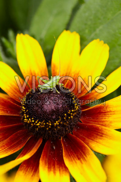 Rudbeckia Kissing SmileyZ ™ Rudbeckia Kissing SmileyZ ™