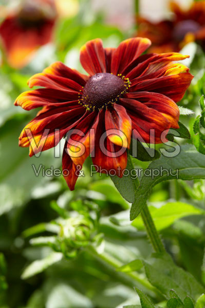 Rudbeckia Garden SmileyZ ™ Rudbeckia Garden SmileyZ ™