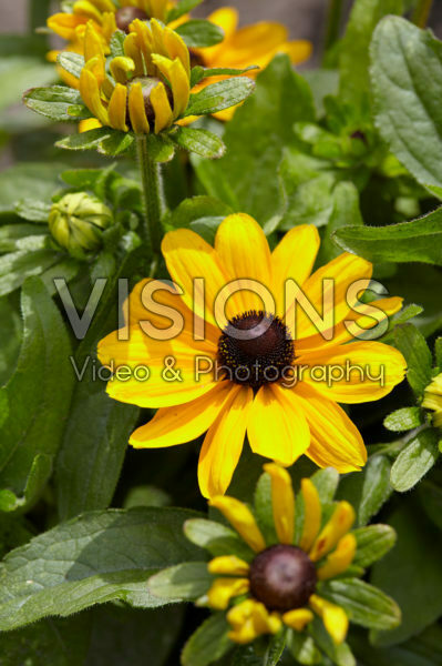 Rudbeckia 51 Rudbeckia 51