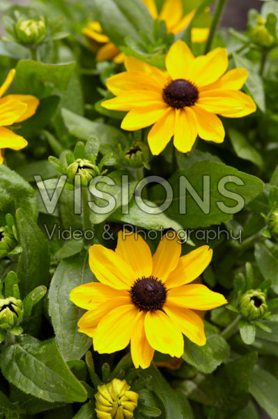 Rudbeckia 51 Rudbeckia 51