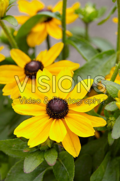 Rudbeckia 51 Rudbeckia 51