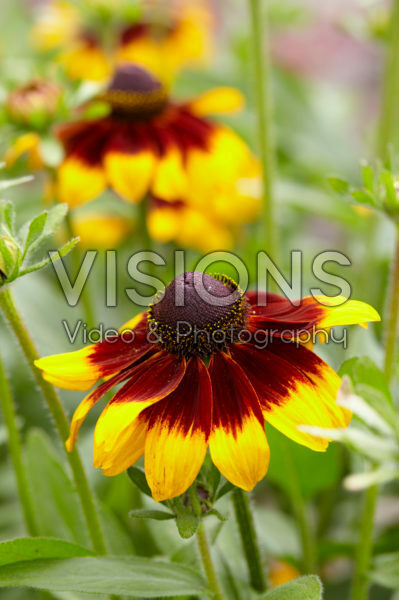Rudbeckia 11 Rudbeckia 11