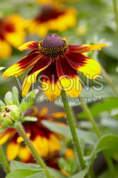 Rudbeckia 11 Rudbeckia 11