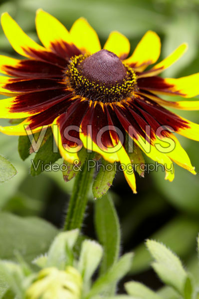 Rudbeckia 15 Rudbeckia 15