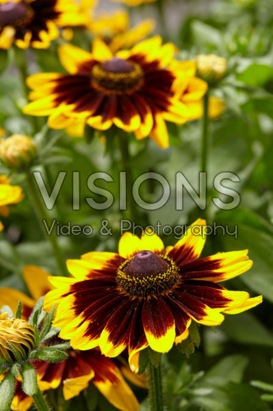 Rudbeckia 15 Rudbeckia 15