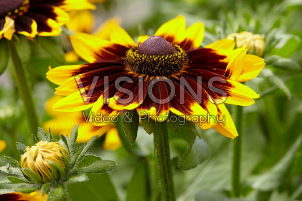 Rudbeckia 15 Rudbeckia 15