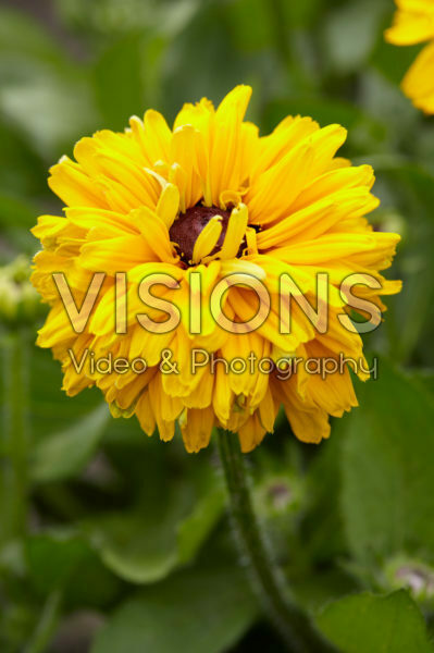 Rudbeckia 36 Rudbeckia 36