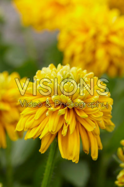 Rudbeckia 36 Rudbeckia 36